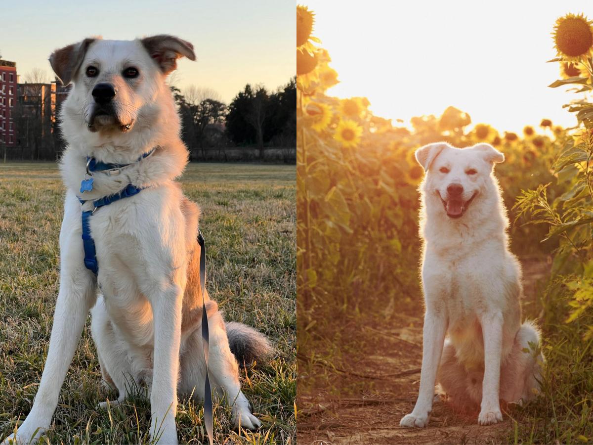 DDL LOMBARDIA: PROPOSTA DI PATENTINO PER RAZZE&nbsp;PERICOLOSE