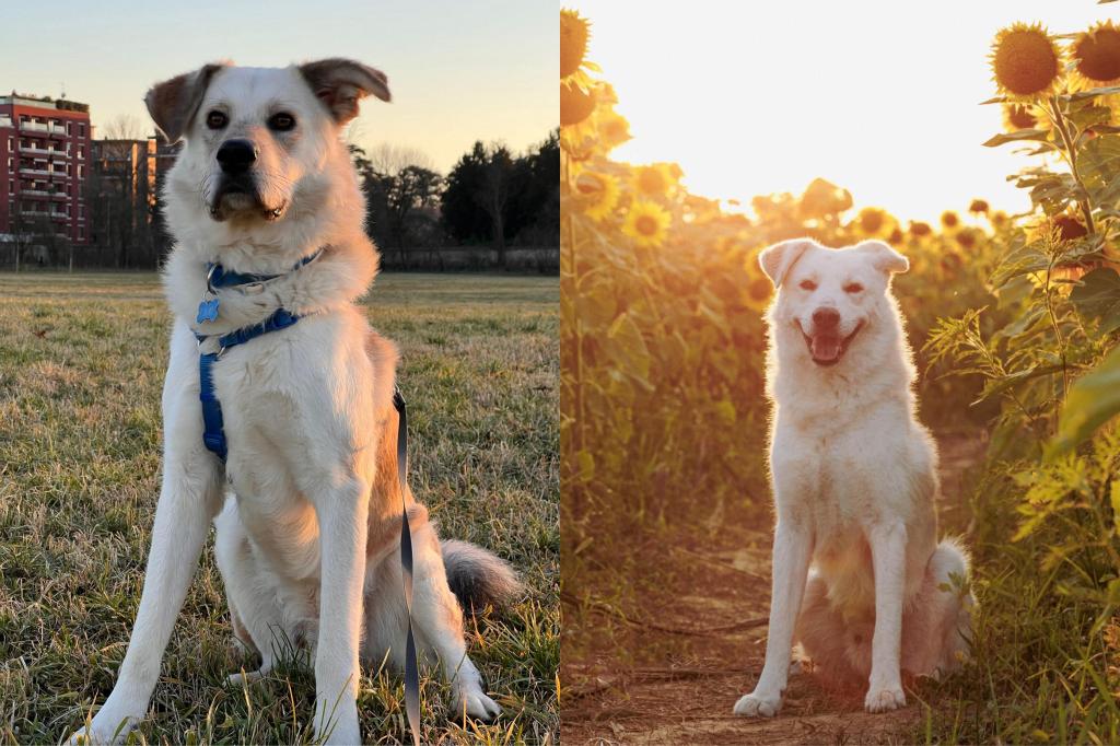 DDL LOMBARDIA: PROPOSTA DI PATENTINO PER RAZZE&nbsp;PERICOLOSE